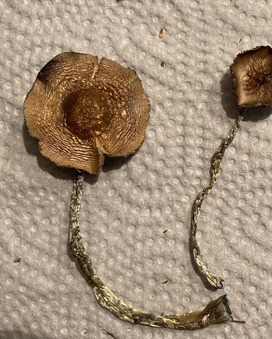 FUNGO SINGLE EARRING